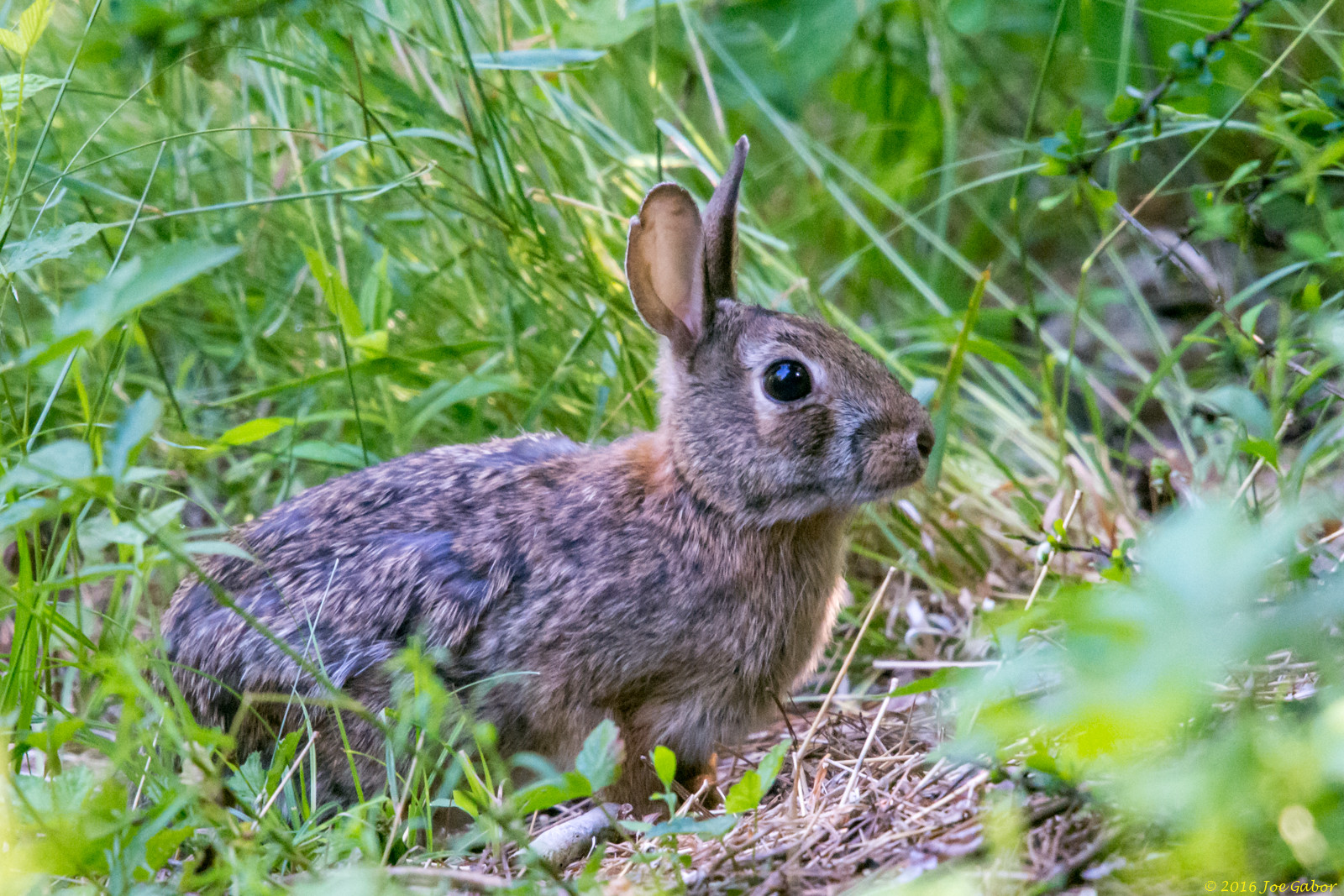 Cottontail Rabbit