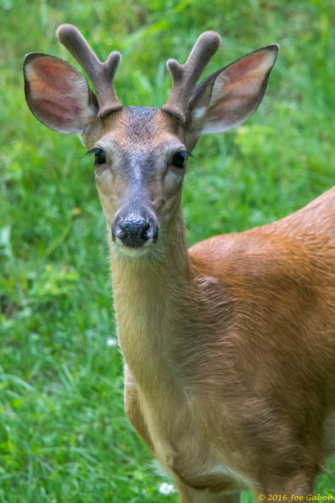 White-tailed Deer