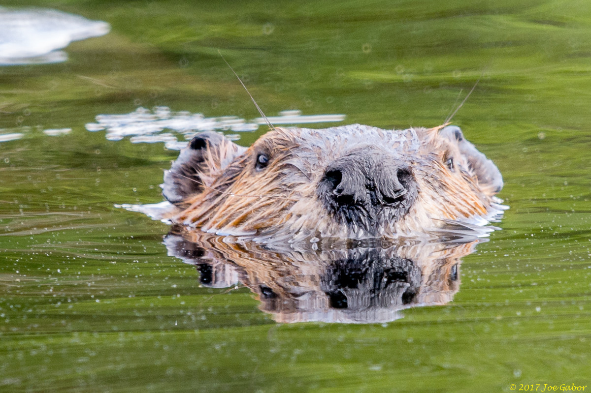 North American Beaver (Castor canadensis)