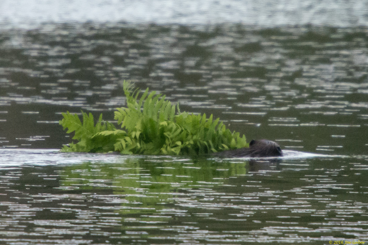 North American Beaver