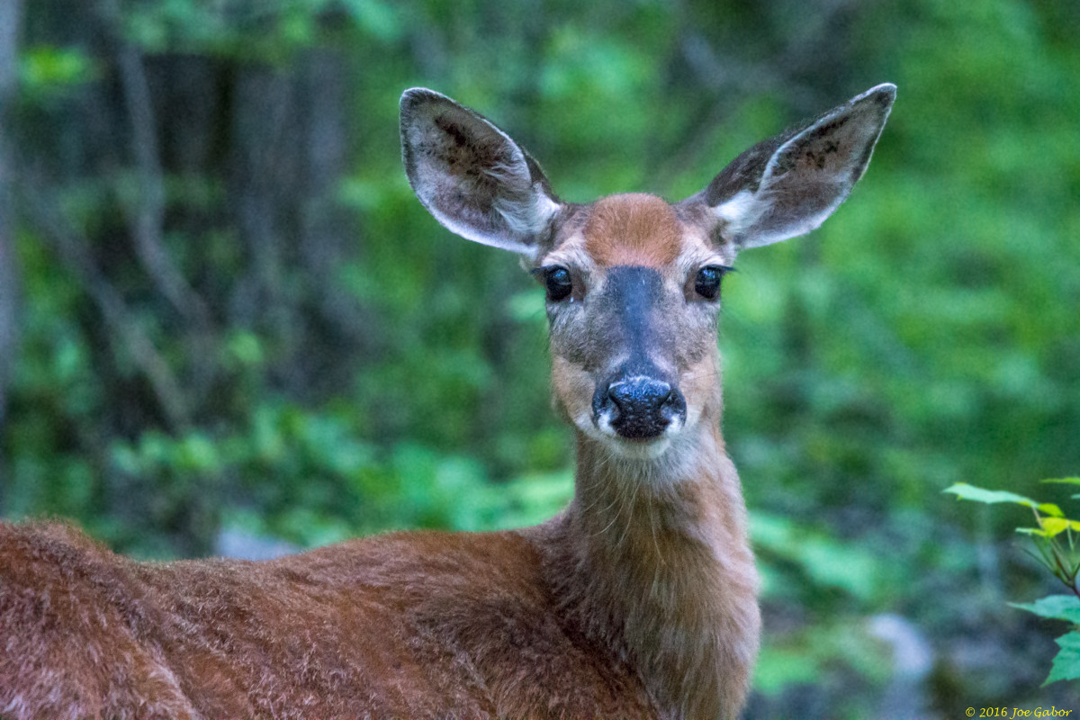 White-tailed Deer