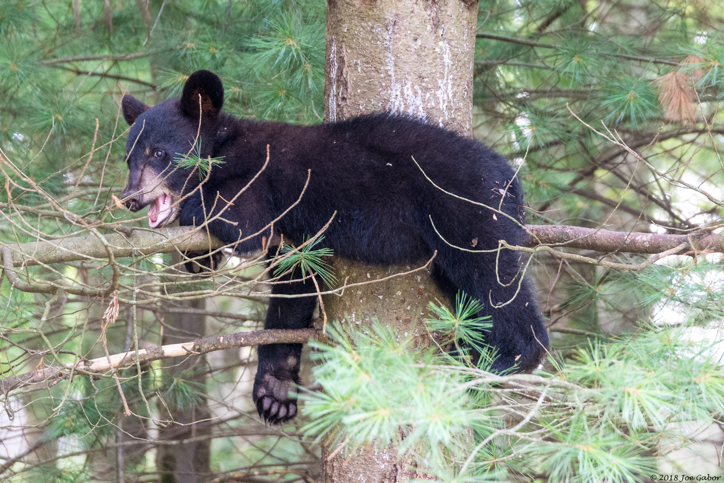 American black bear (Ursus americanus)