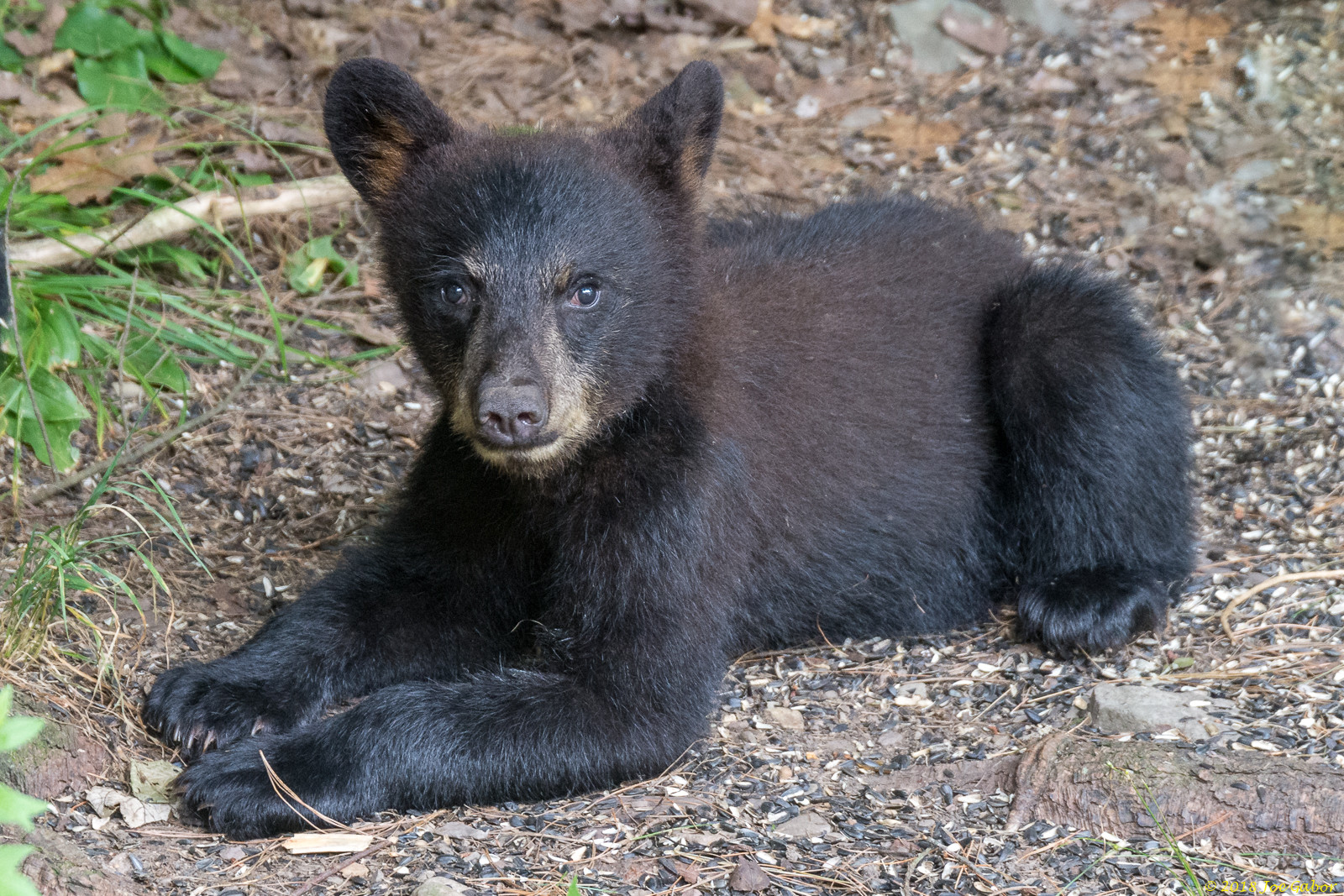 American black bear (Ursus americanus)