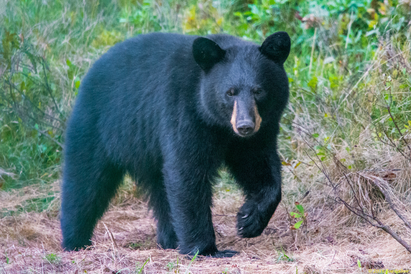 American Black Bear