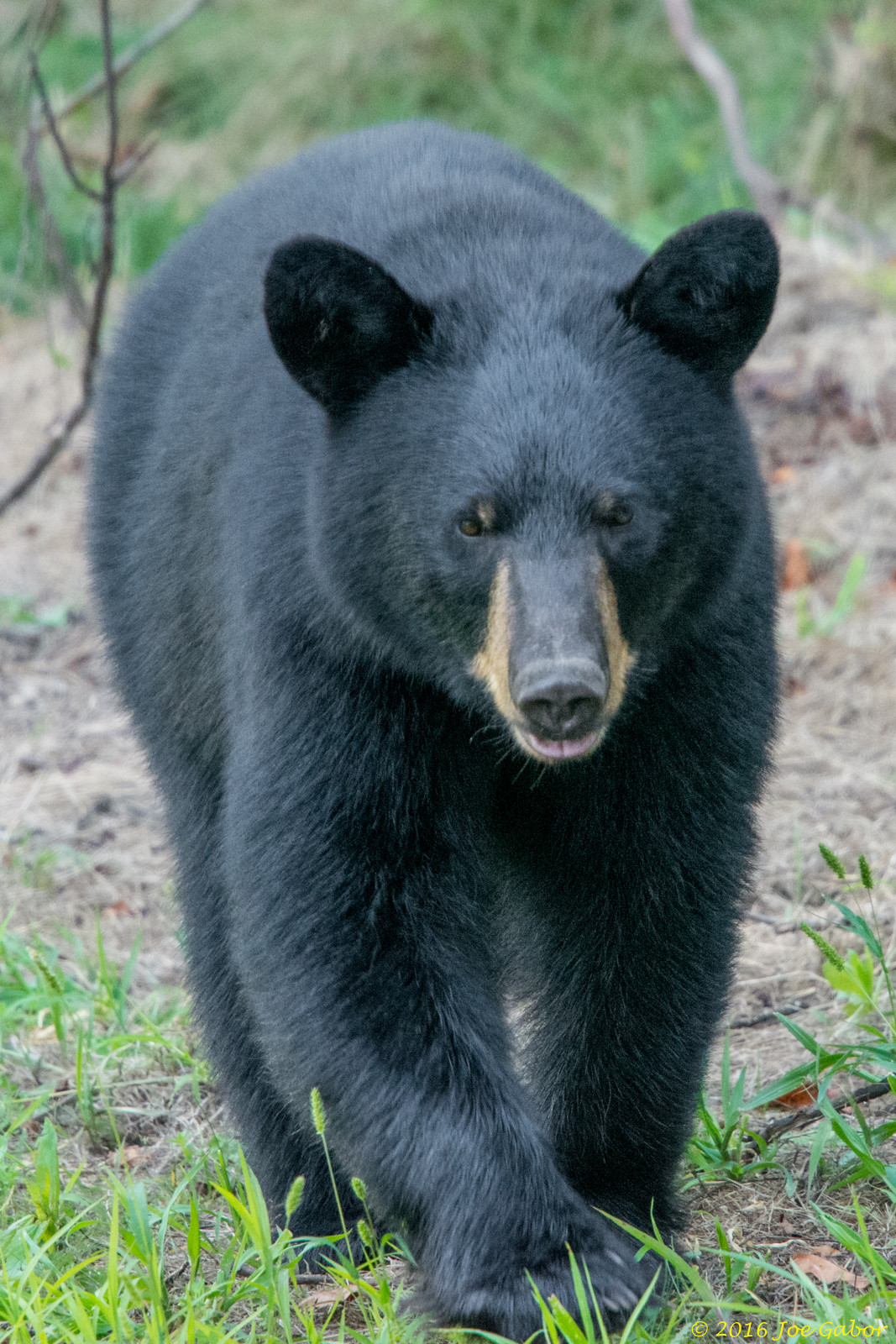 American Black Bear