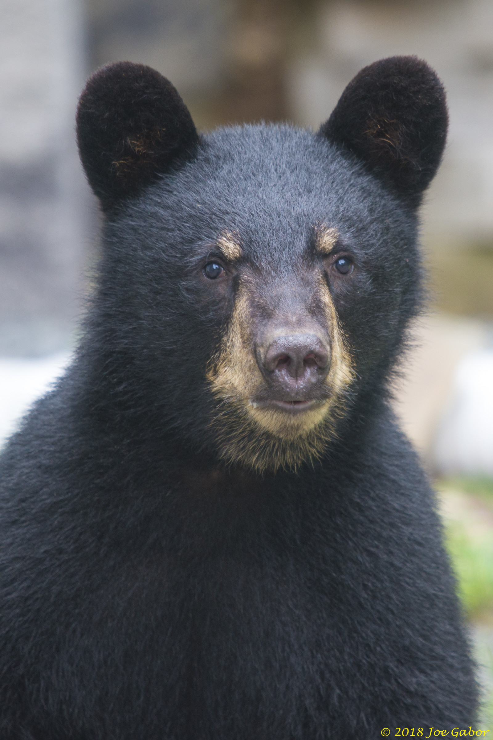 American black bear (Ursus americanus)