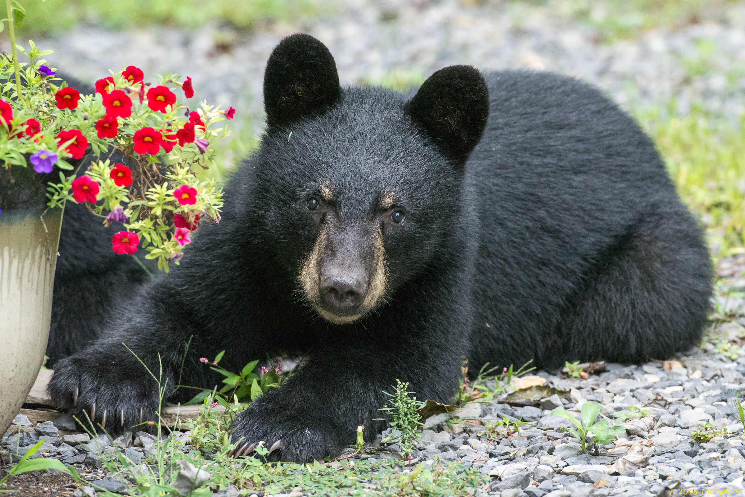 American black bear (Ursus americanus)