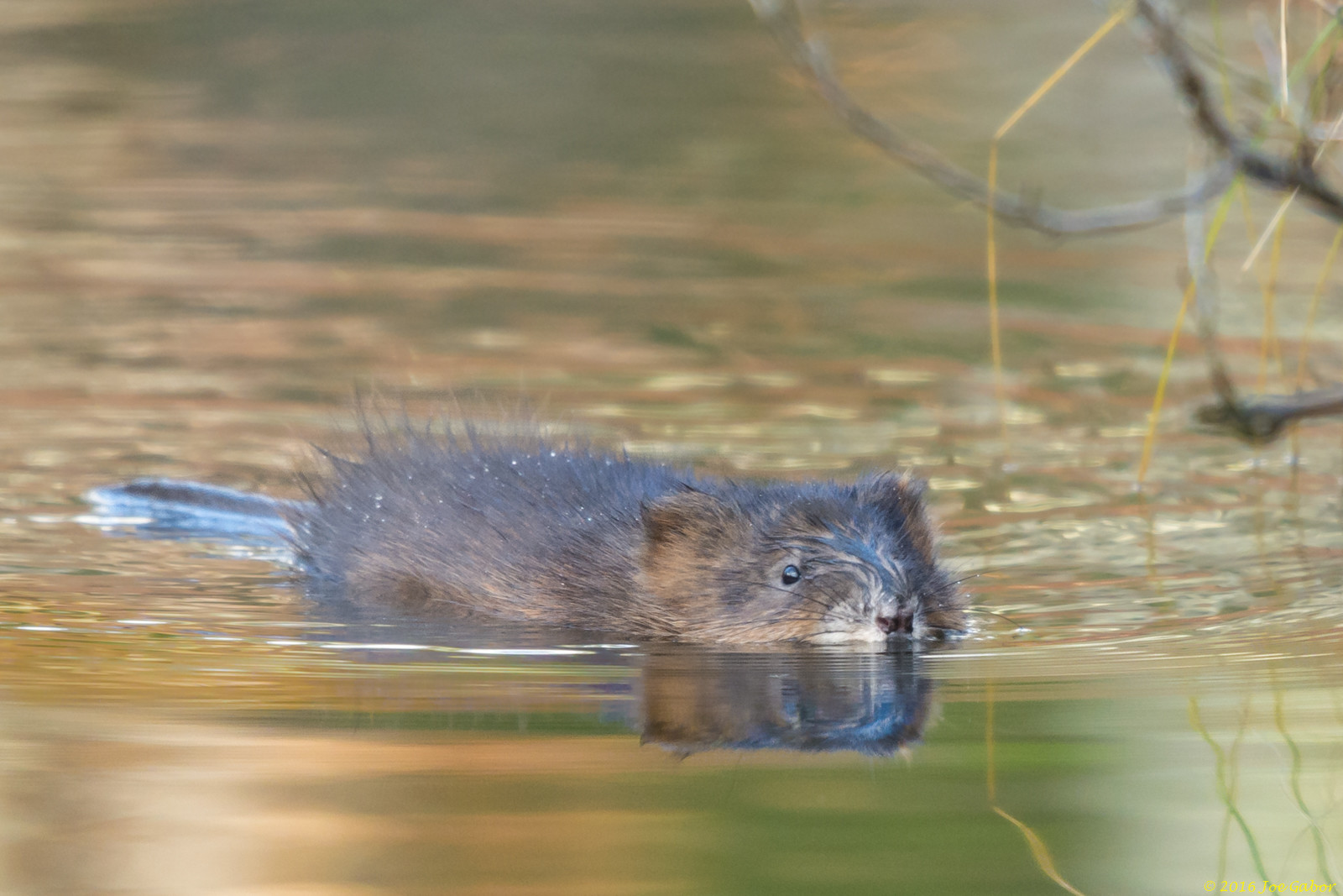 Muskrat
