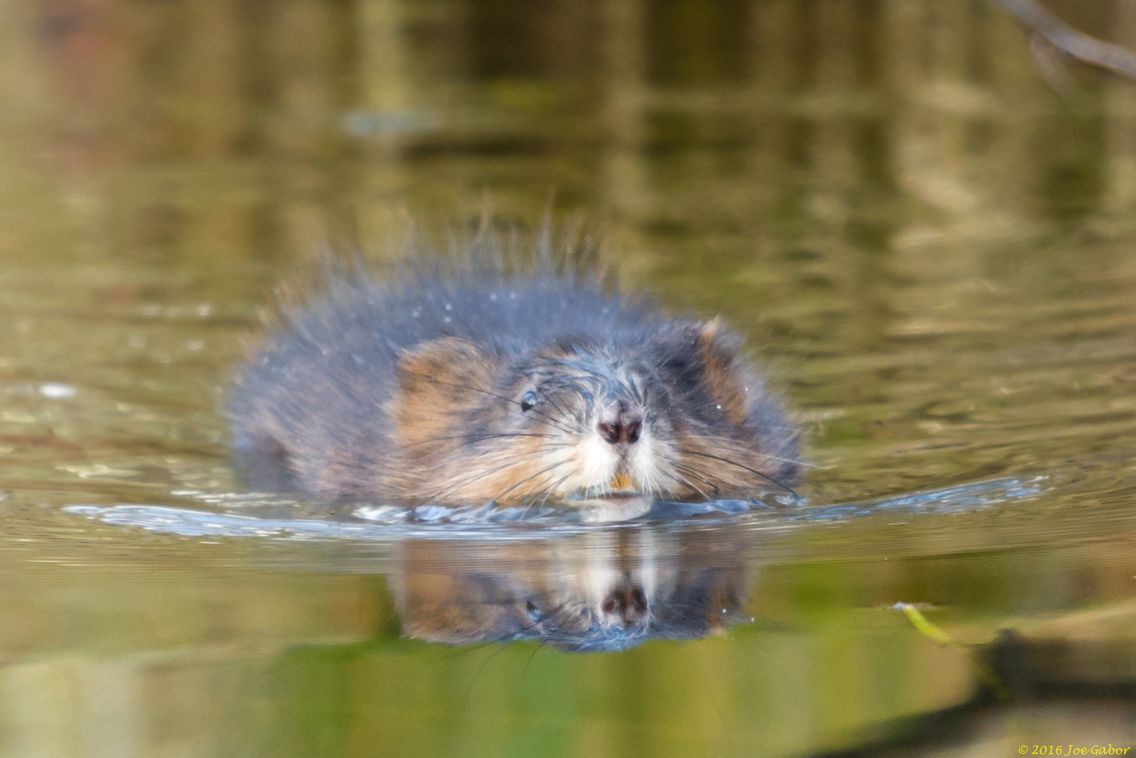 Muskrat