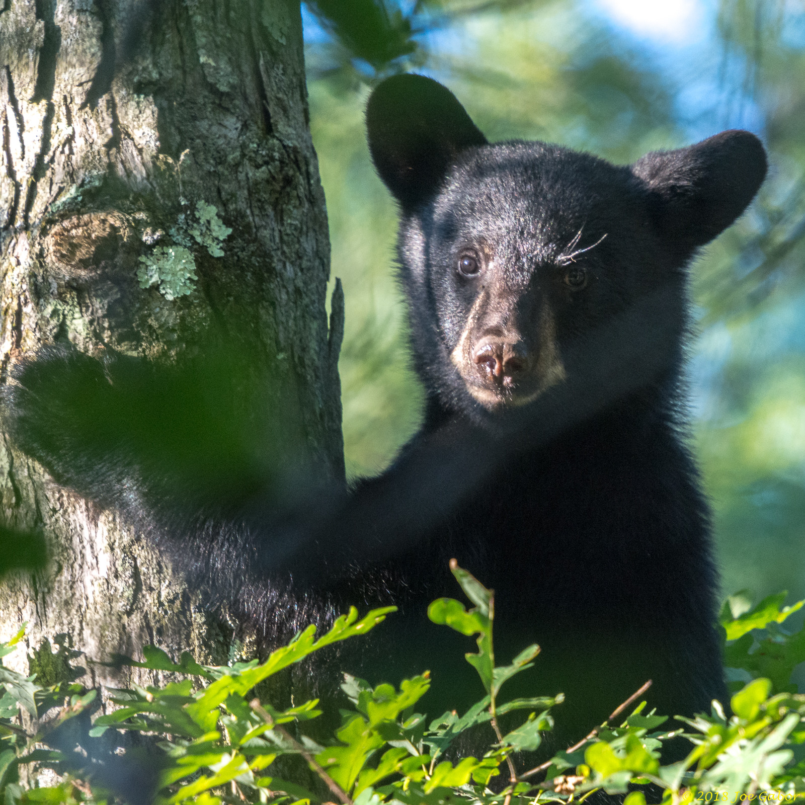 American black bear (Ursus americanus)