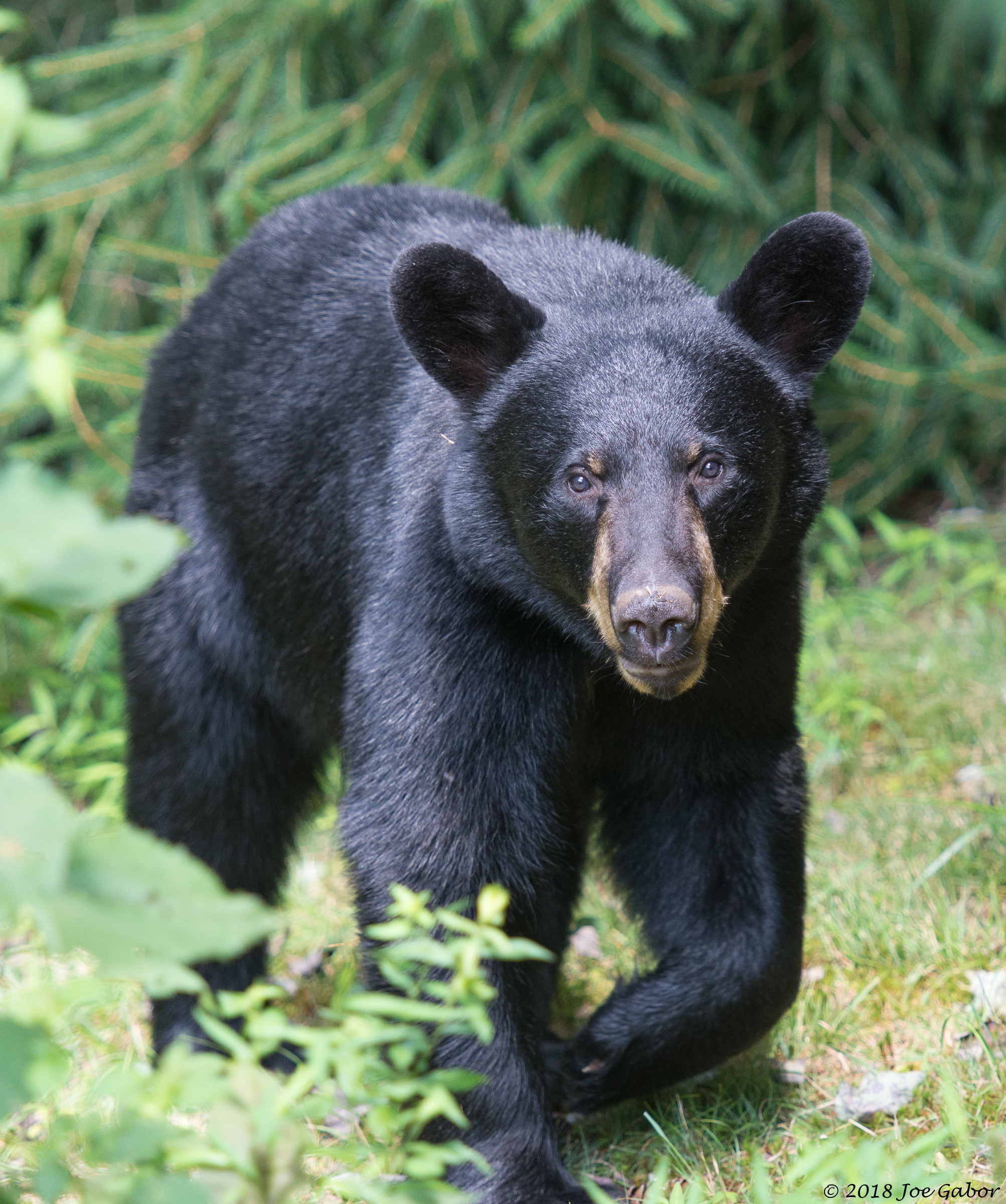 American black bear (Ursus americanus)