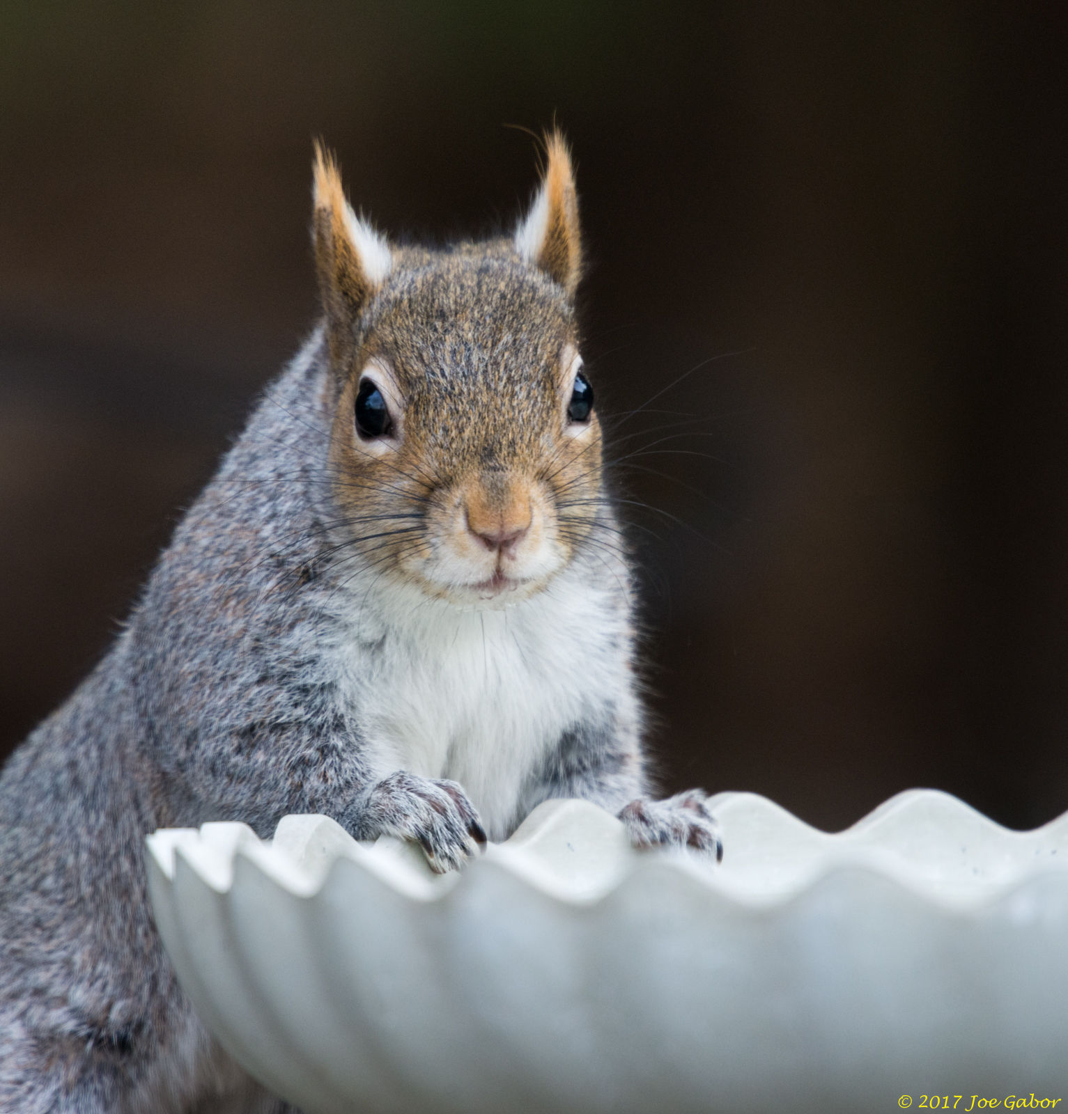Eastern Gray Squirrel (Sciurus carolinensis)