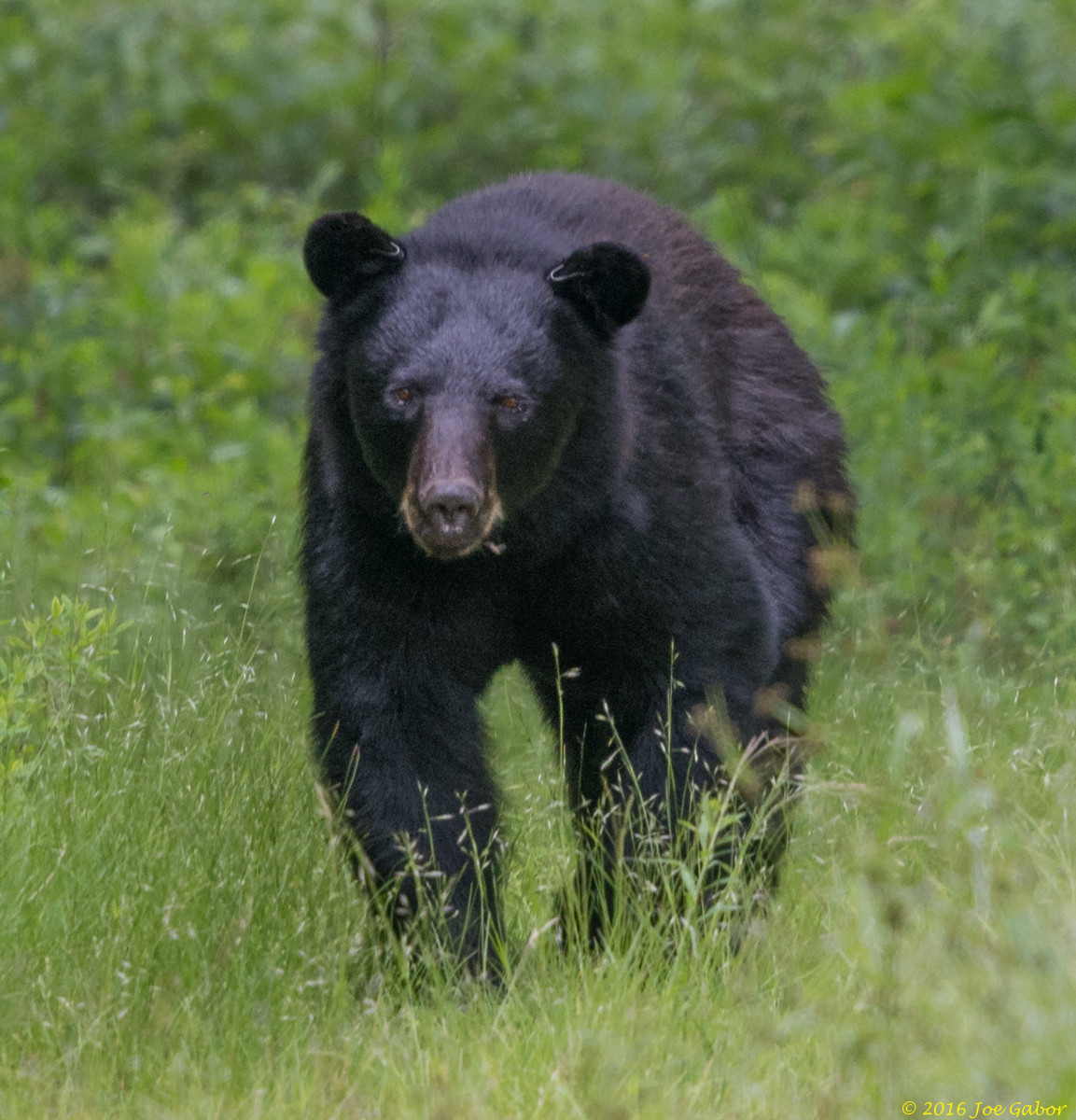 American Black Bear