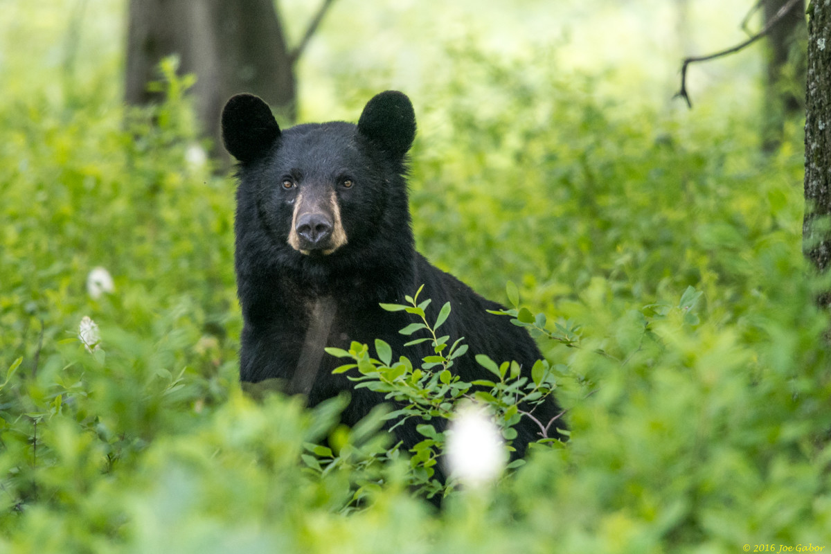American Black Bear