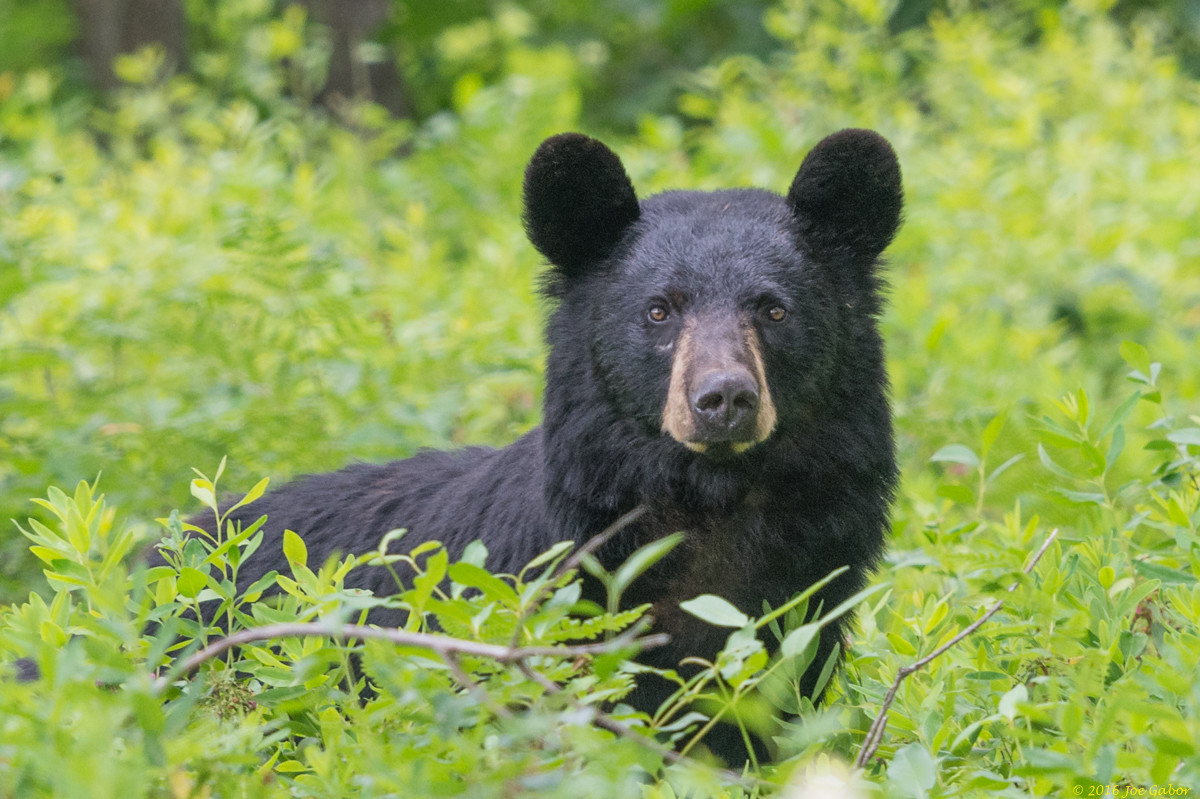 American Black Bear