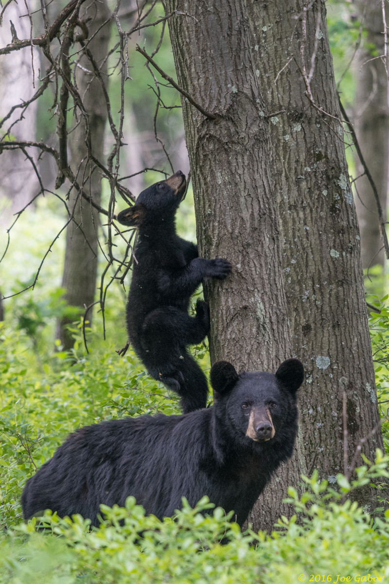 American Black Bear