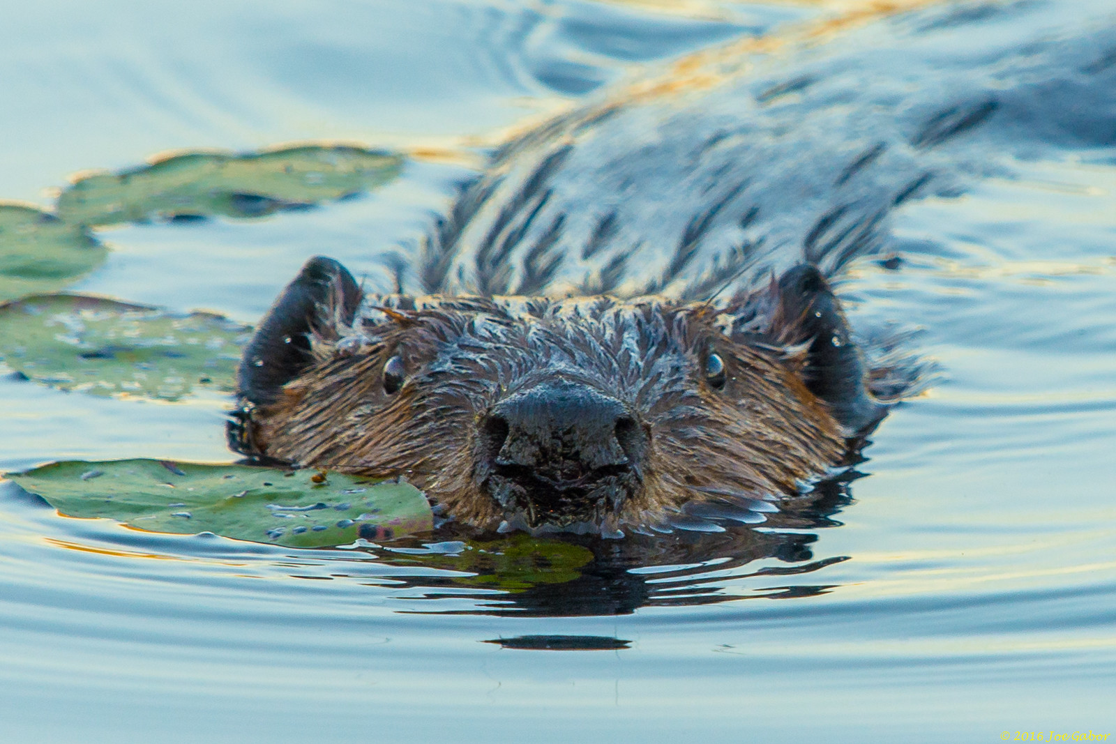 North American Beaver