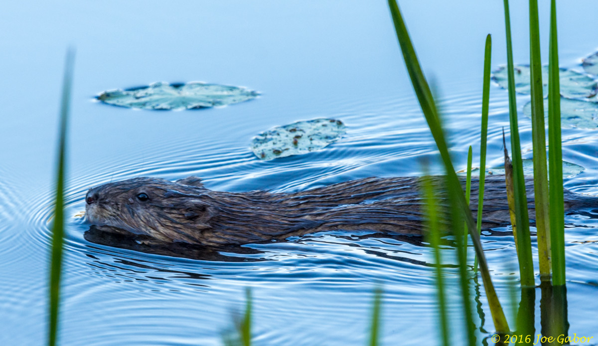 North American Beaver