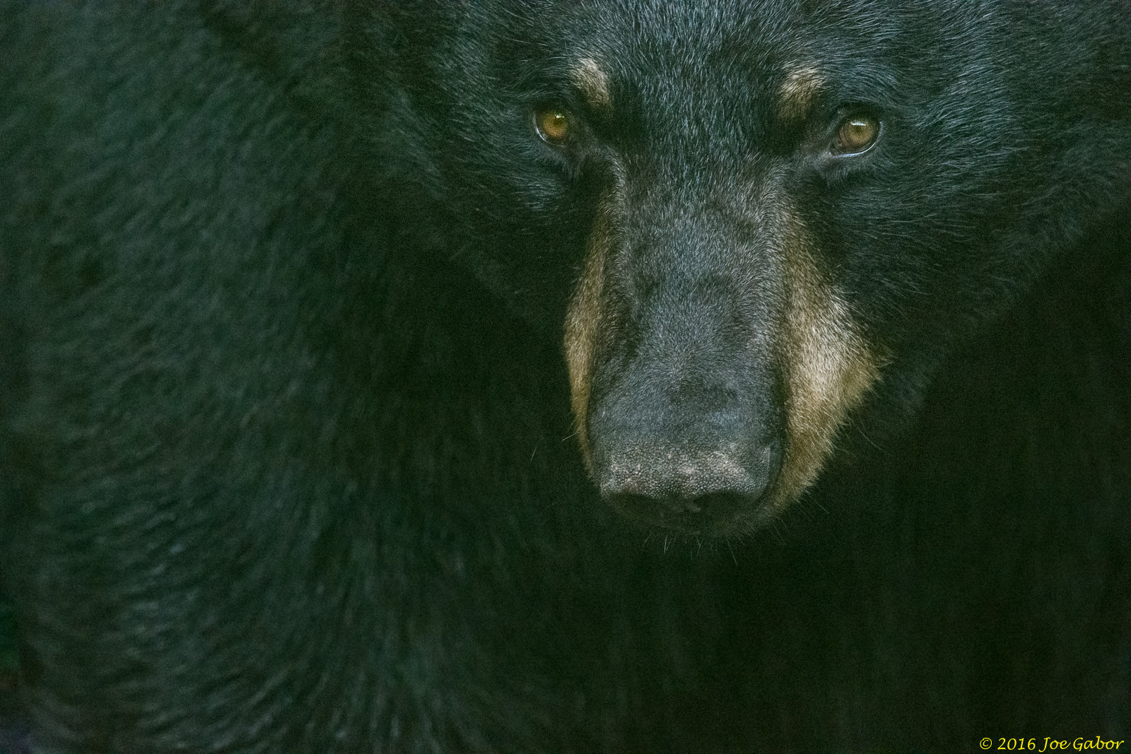 American Black Bear