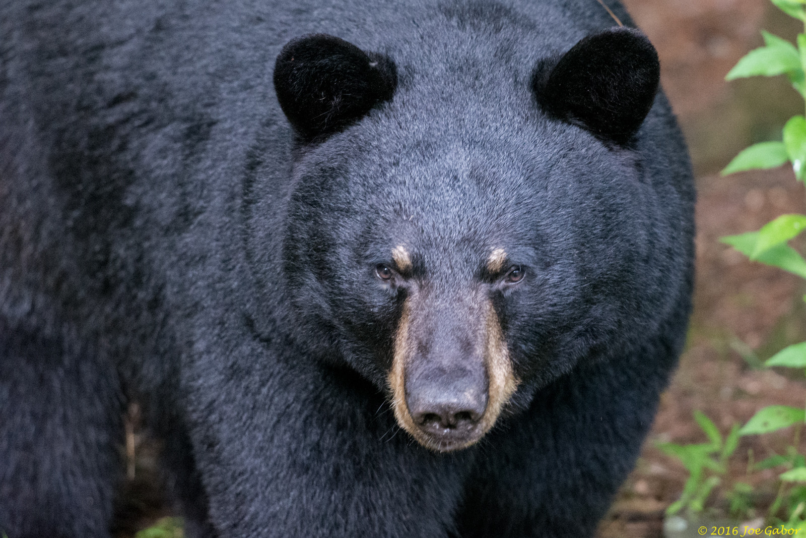 American Black Bear