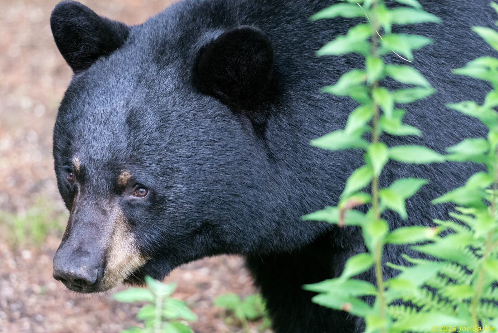 American Black Bear
