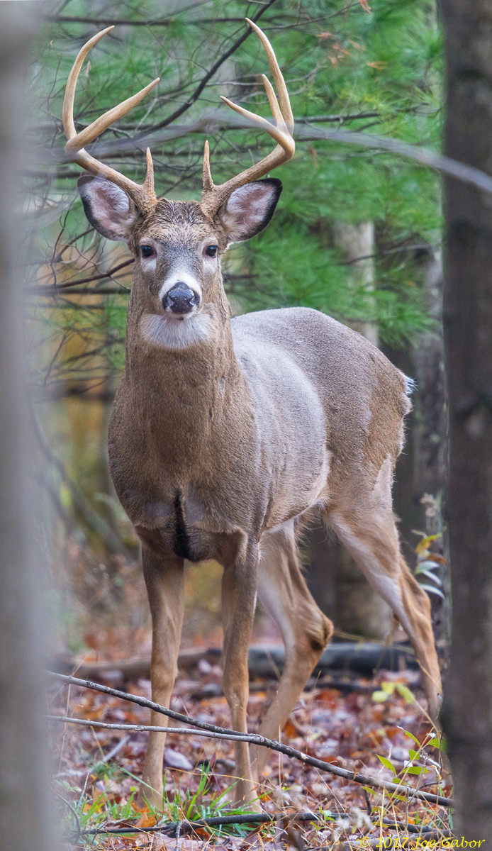 White-tailed deer (Odocoileus virginianus)