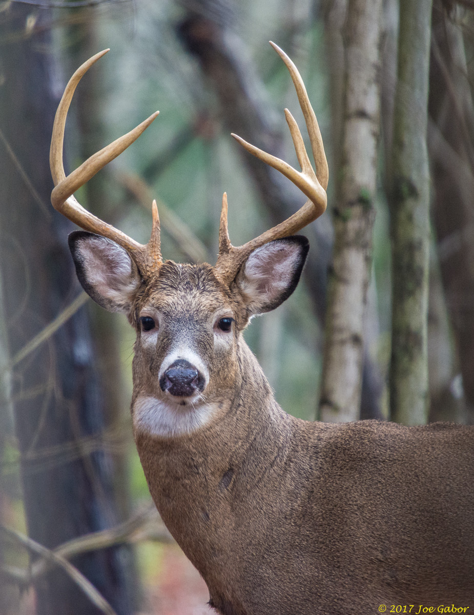 White-tailed deer (Odocoileus virginianus)