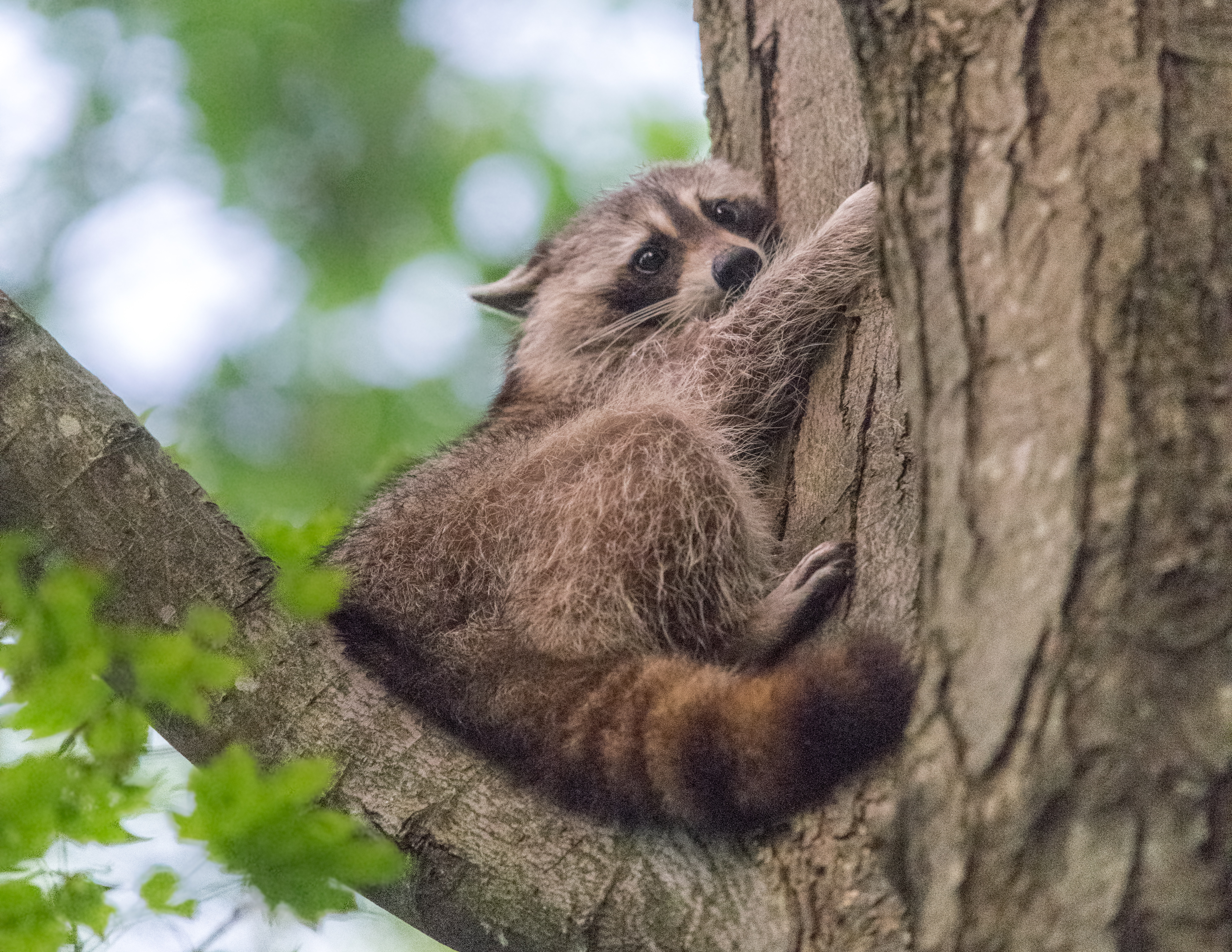 Raccoon (Procyon lotor)