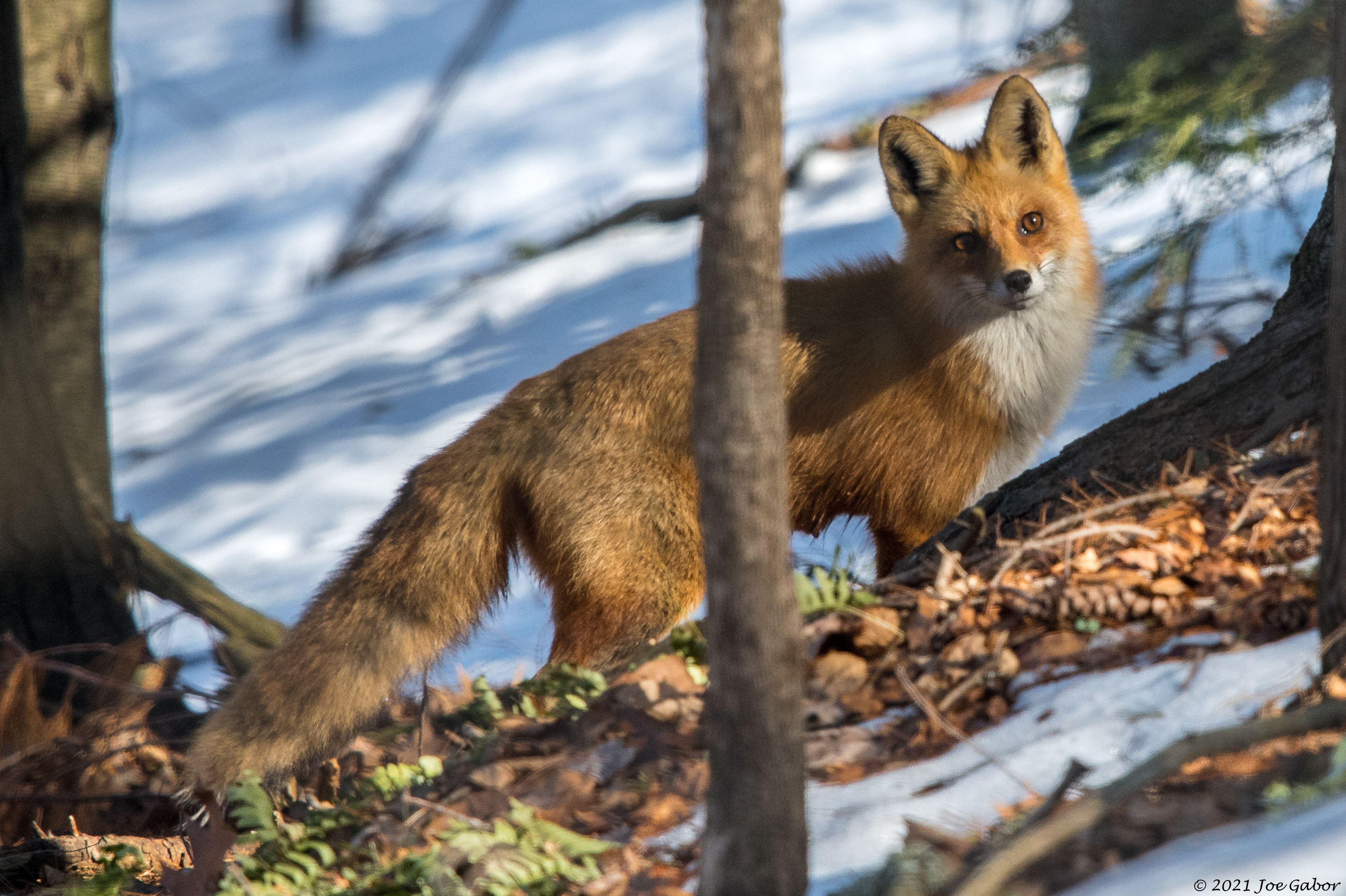 Red Fox (Vulpes vulpes)