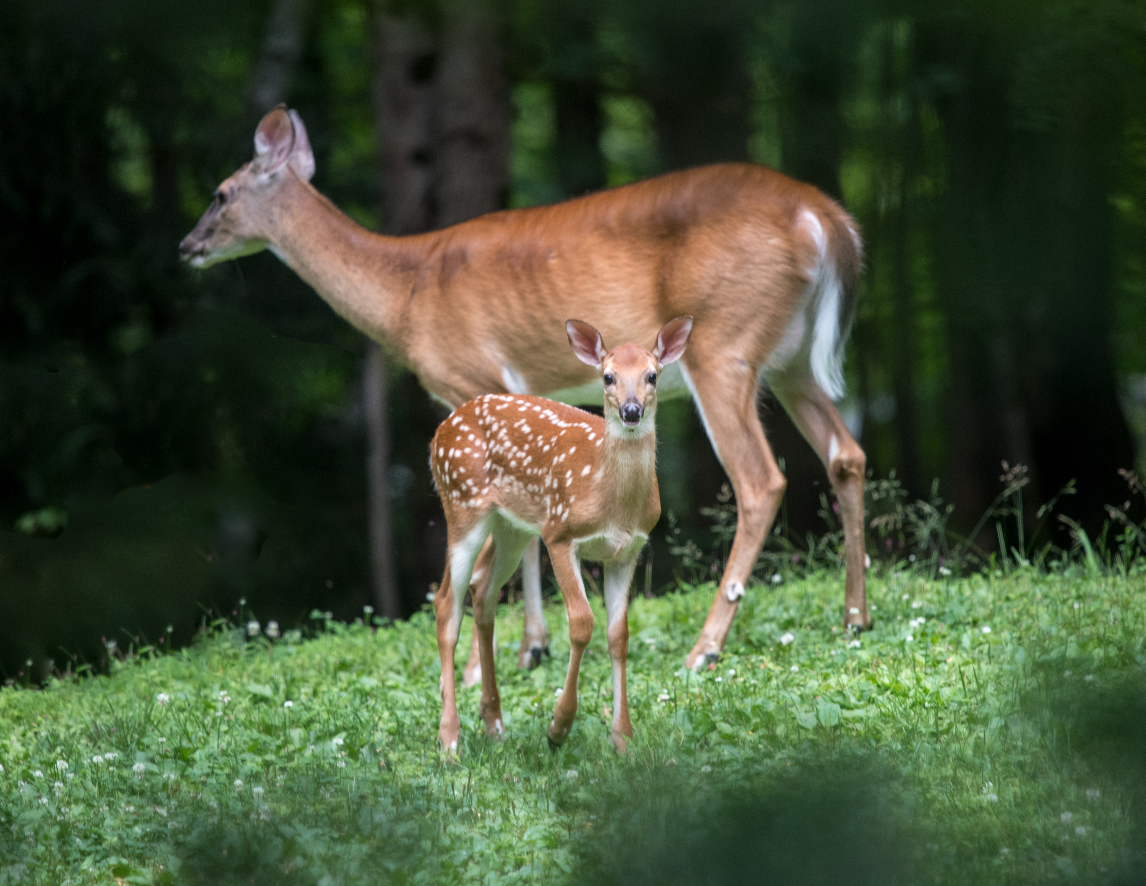 White-Tailed Deer (Odocoileus virginianus)