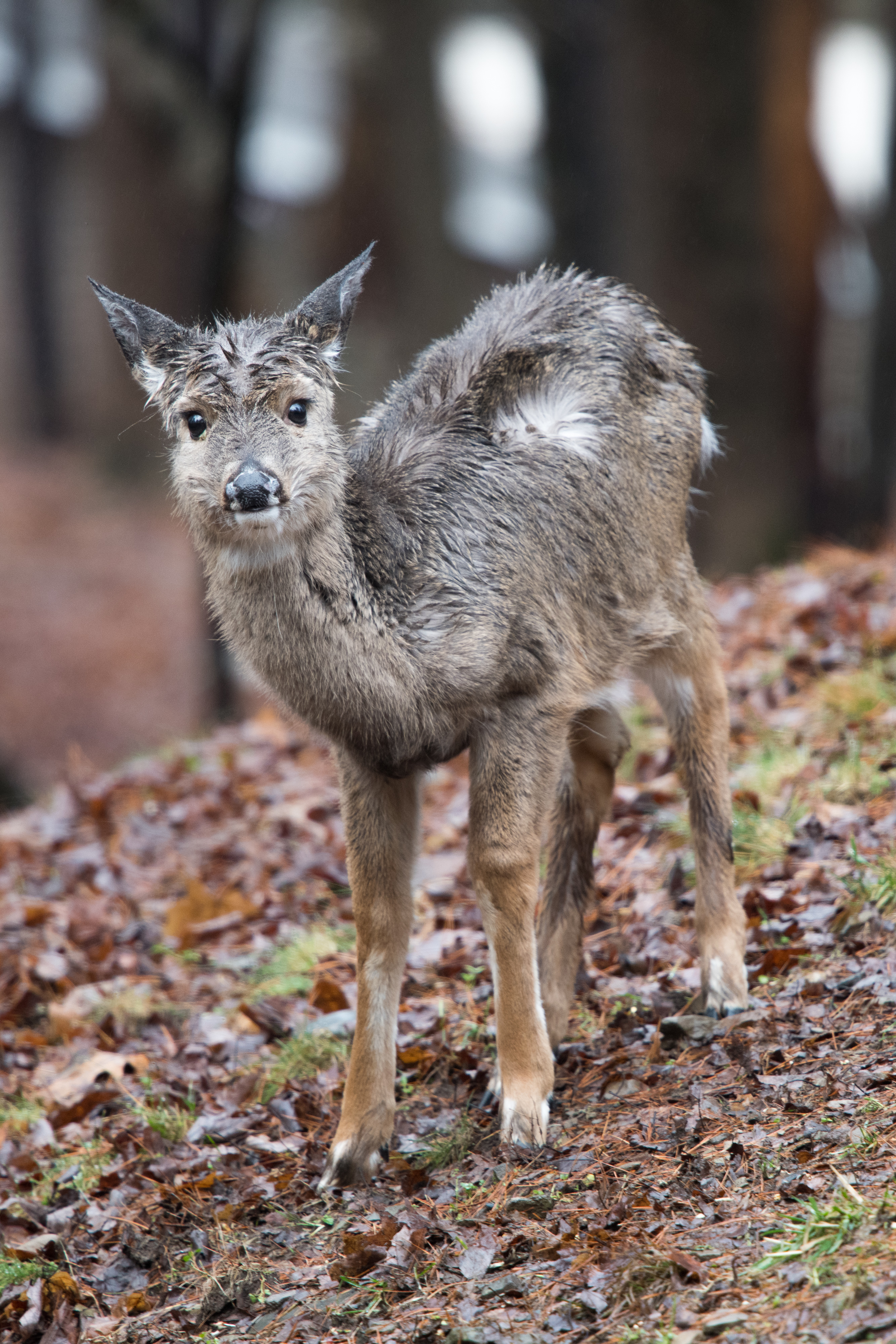 White-Tailed Deer (Odocoileus virginianus)