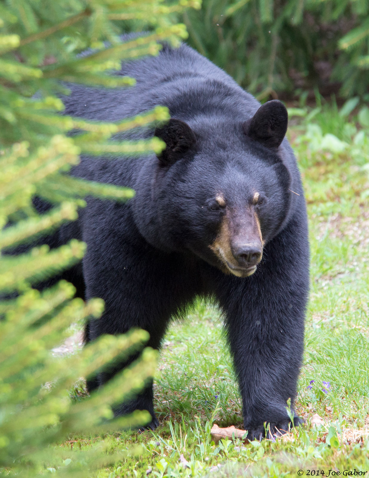 American Black Bear