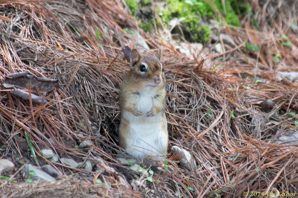 Eastern Chipmunk
