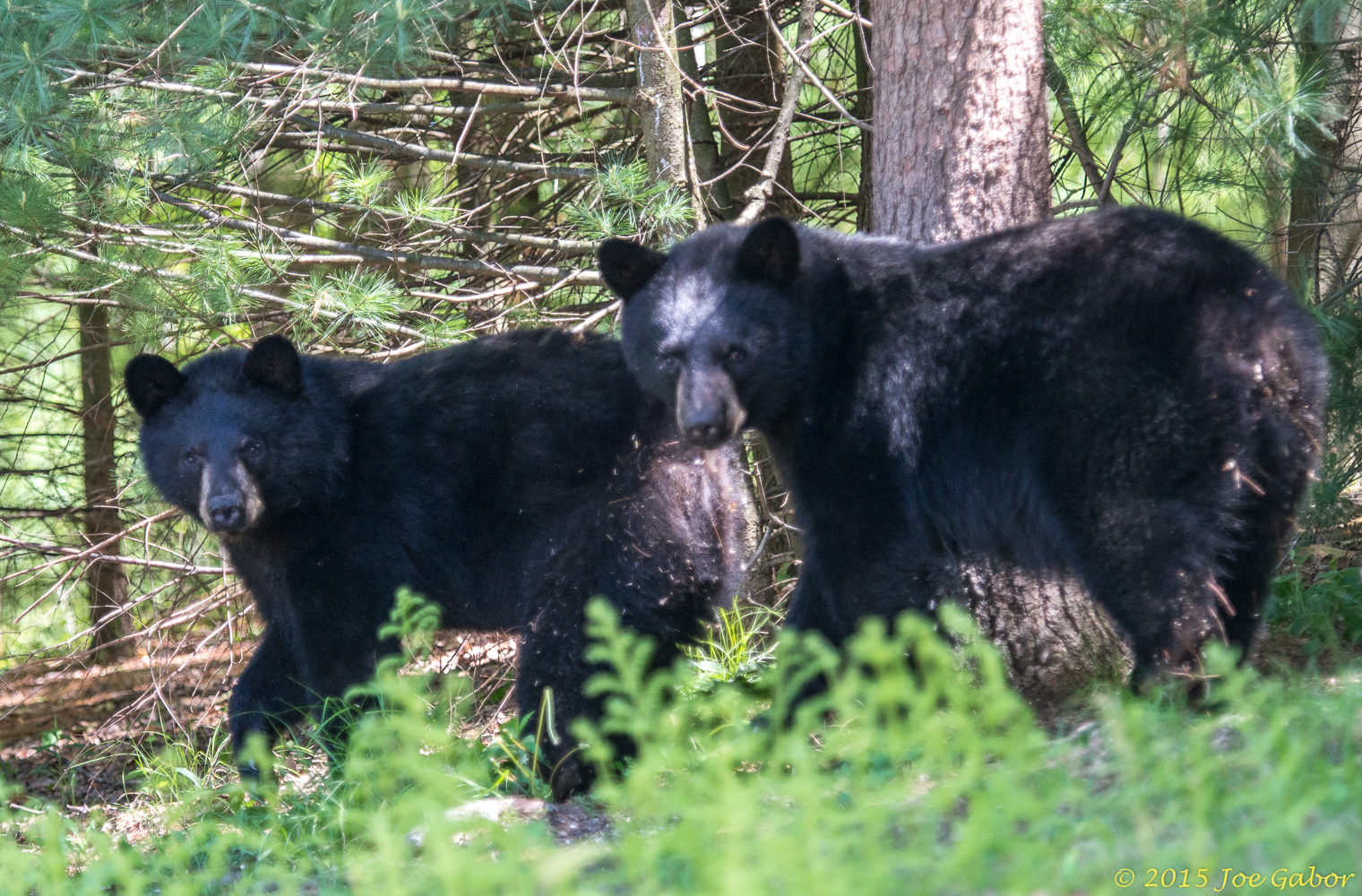 American Black Bear