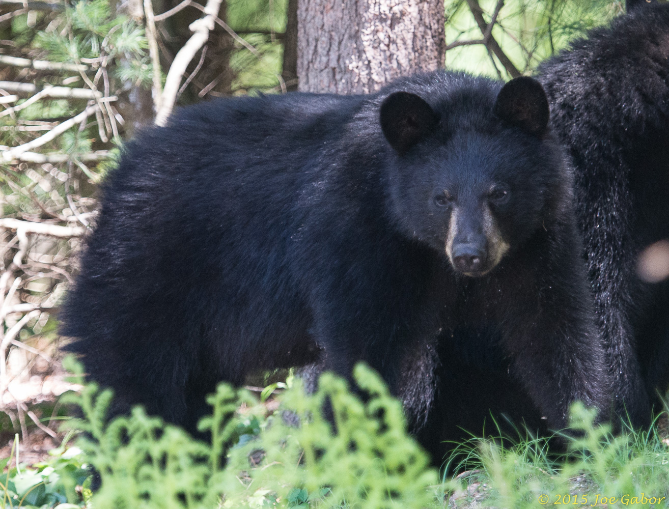 American Black Bear