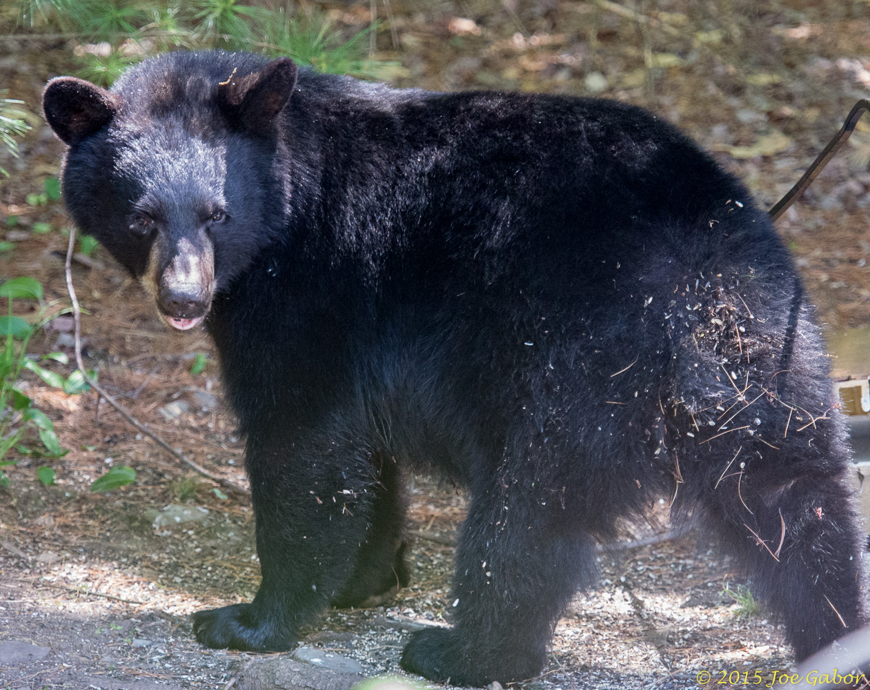 American Black Bear