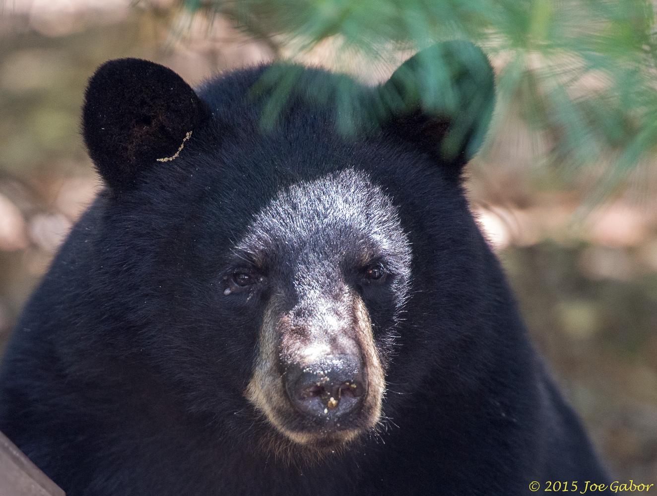American Black Bear