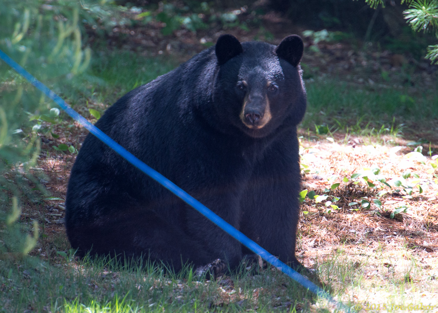 American Black Bear