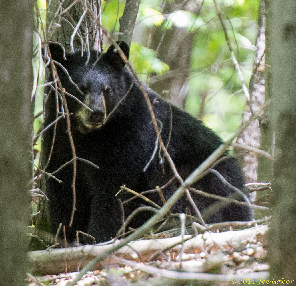 American Black Bear
