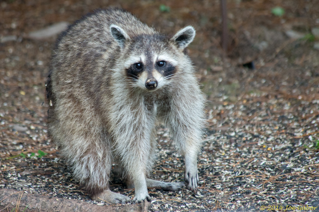 Raccoon