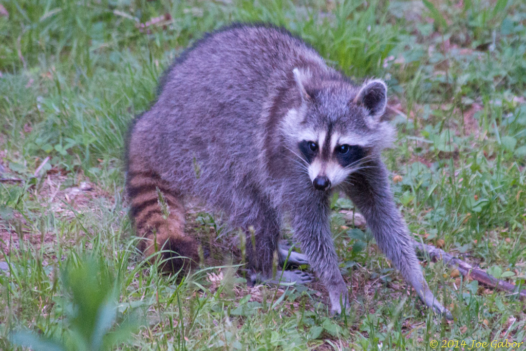 Raccoon