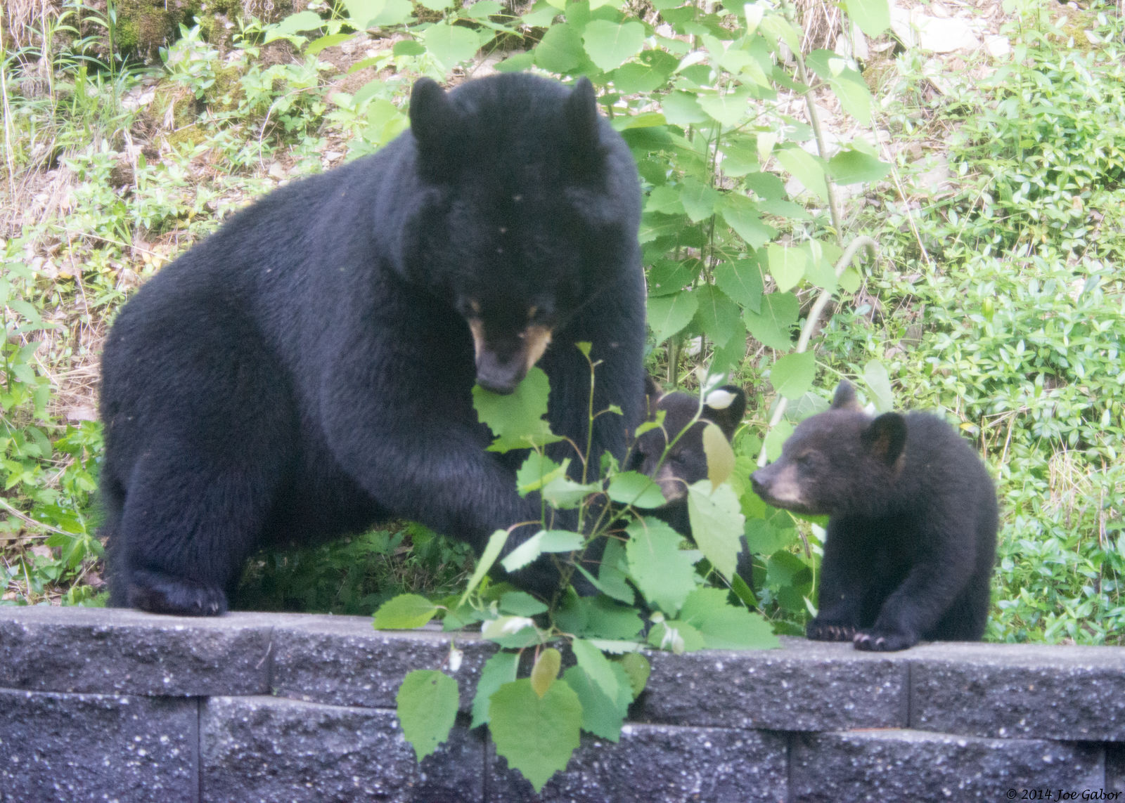 American Black Bear