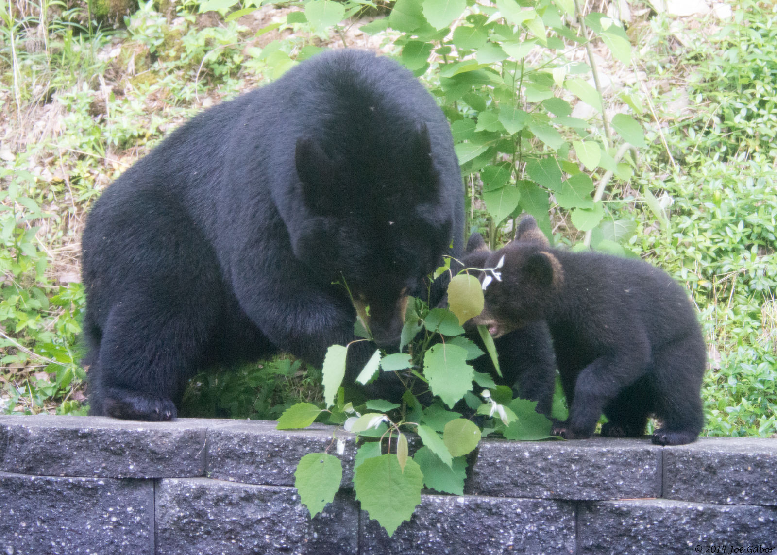 American Black Bear