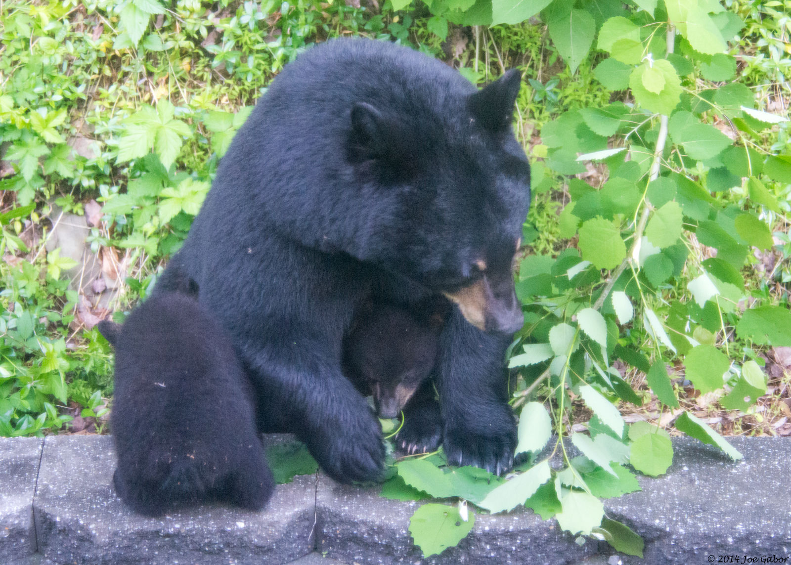American Black Bear