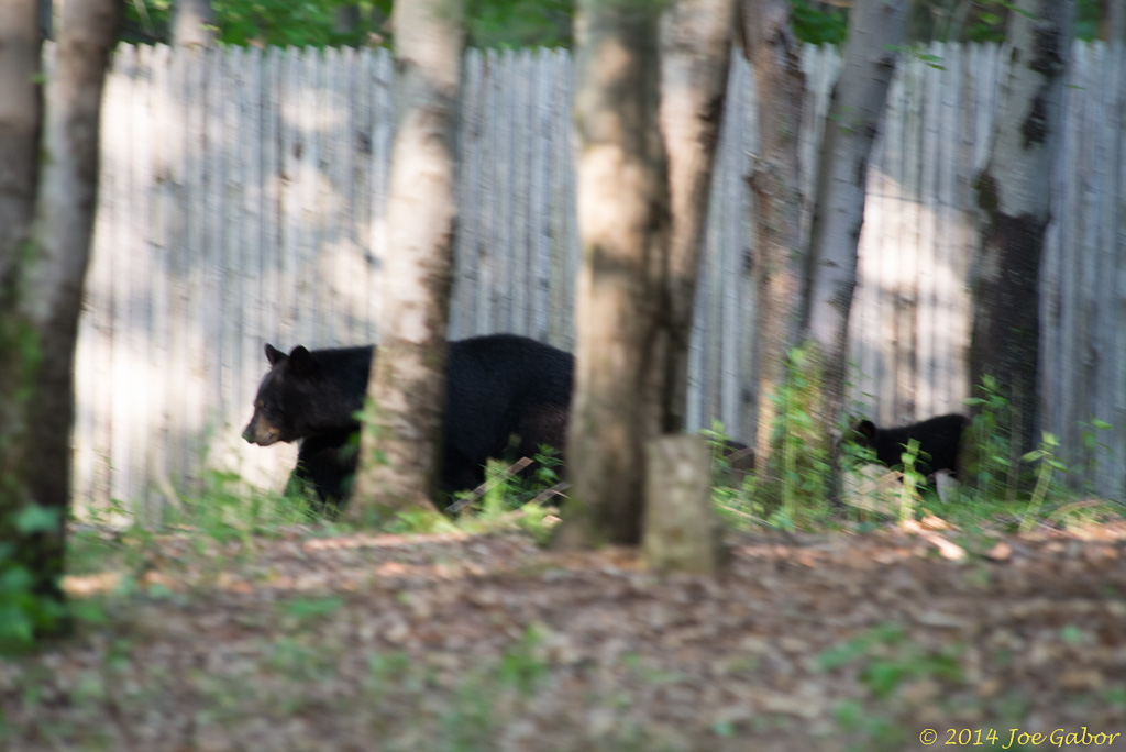 American Black Bear