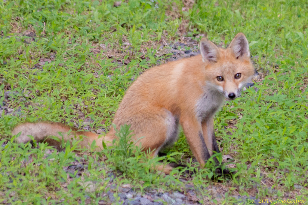 Red Fox
