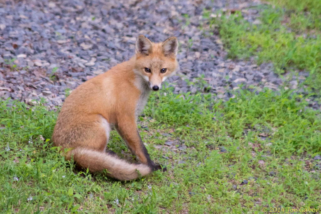Red Fox