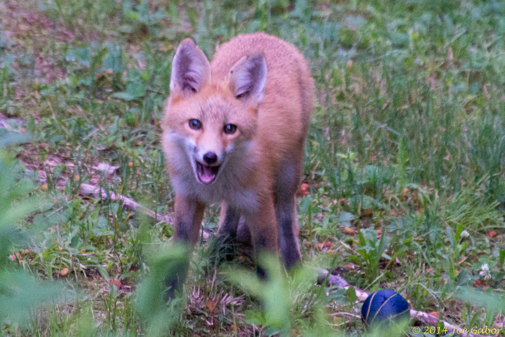 Red Fox