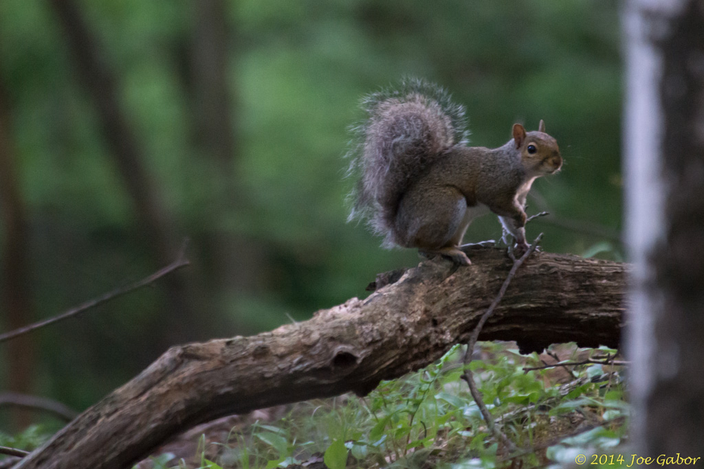 Eastern Grey Squirrel