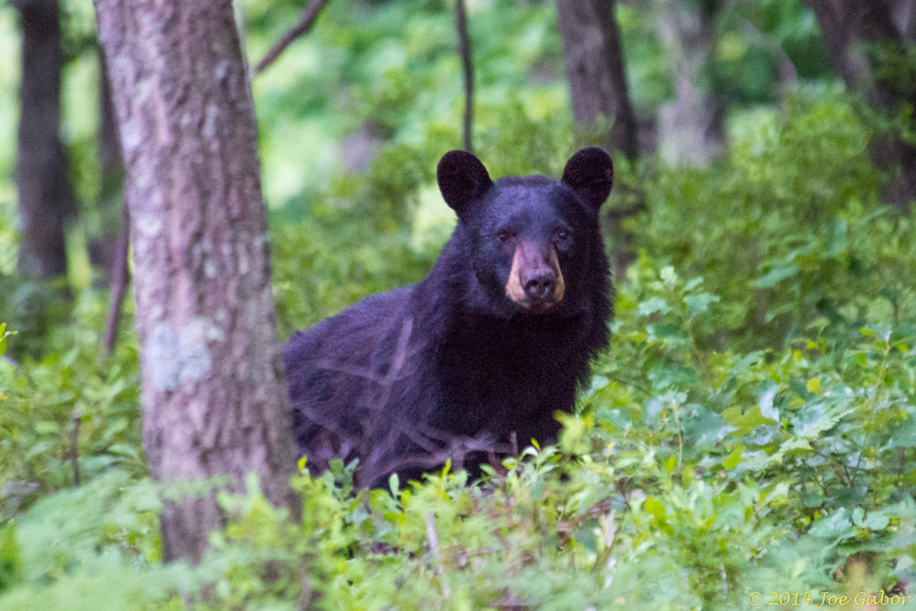 American Black Bear